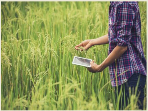 Wild Rice Conservation Gets Major Boost as Assam’s